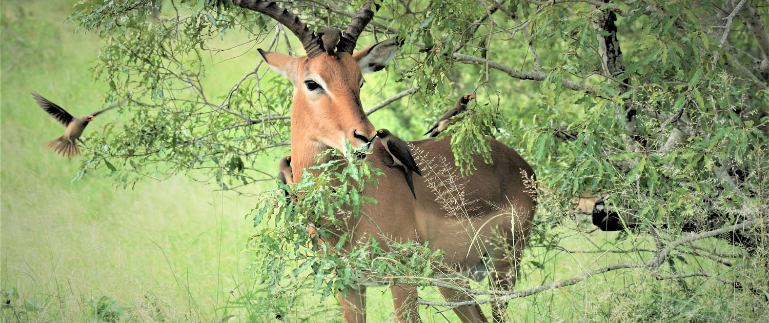 Book Kruger National Park Safari