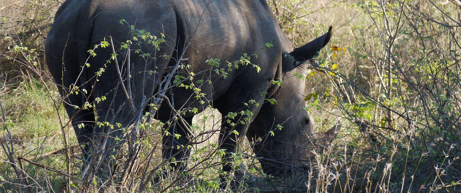 Safaris with Big 5 South Africa