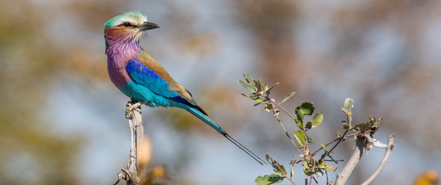 Best Time of Year to Visit Kruger National Park