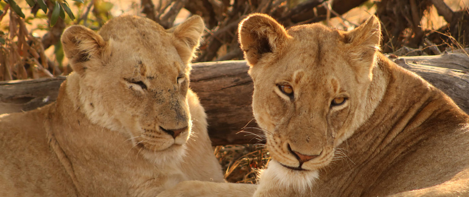 Choose the Kruger National Park for Safaris with All the Big 5