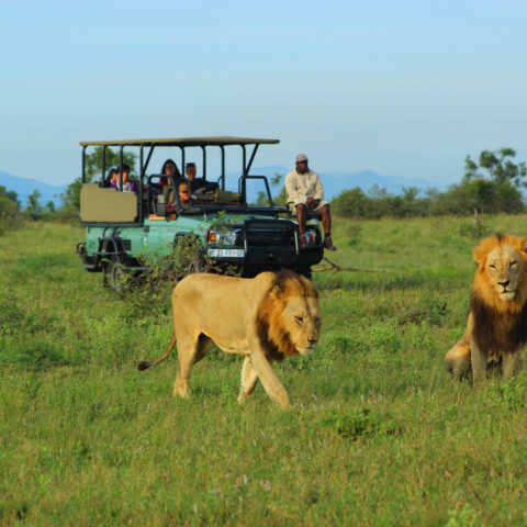Big five safari