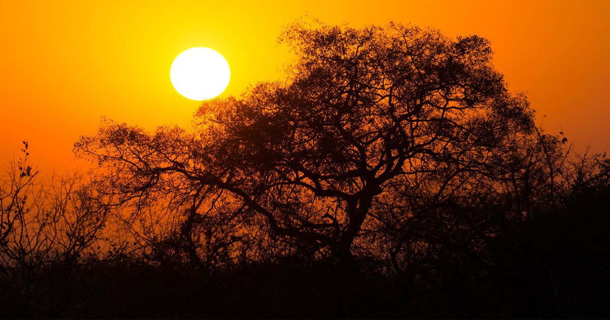 Home Kruger National Park Kruger National Park Safari Kruger National Park Safari